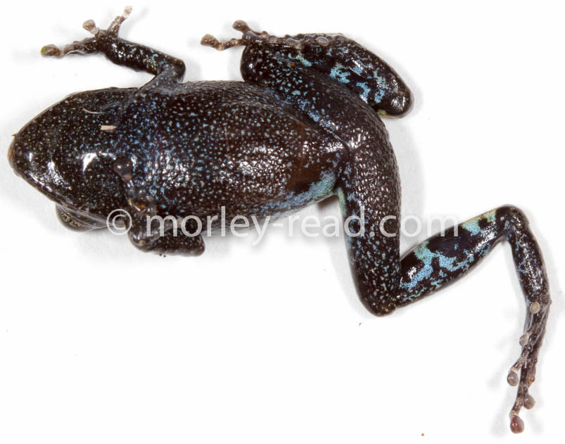 Pristimantis altamazonicus