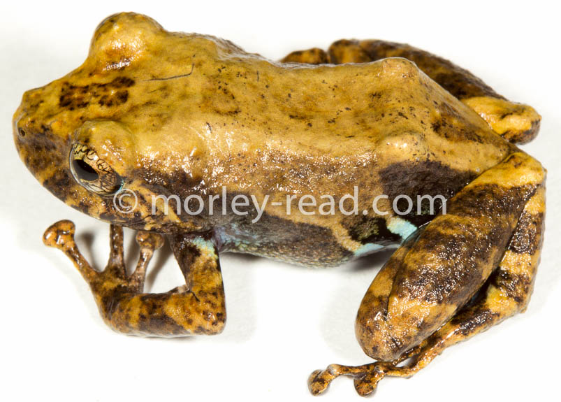 Pristimantis altamazonicus