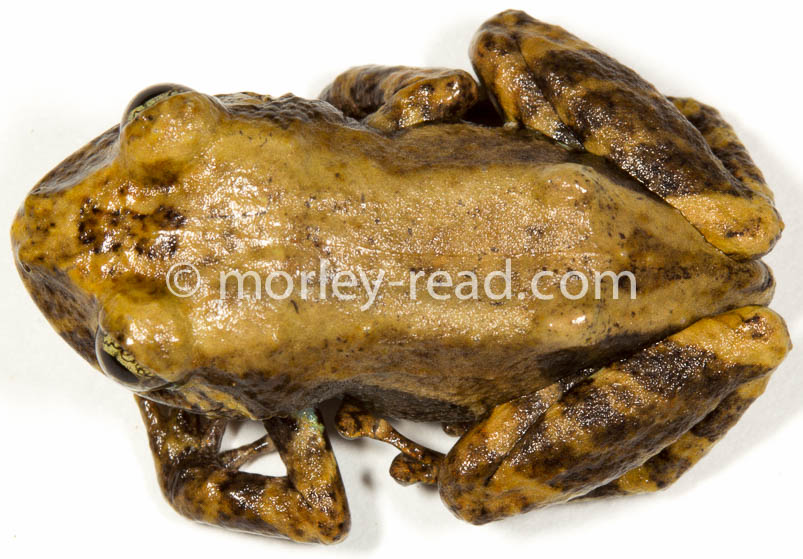 Pristimantis altamazonicus