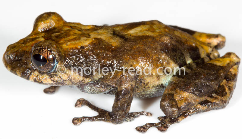 Pristimantis altamazonicus