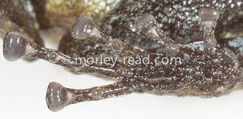 Pristimantis altamazonicus