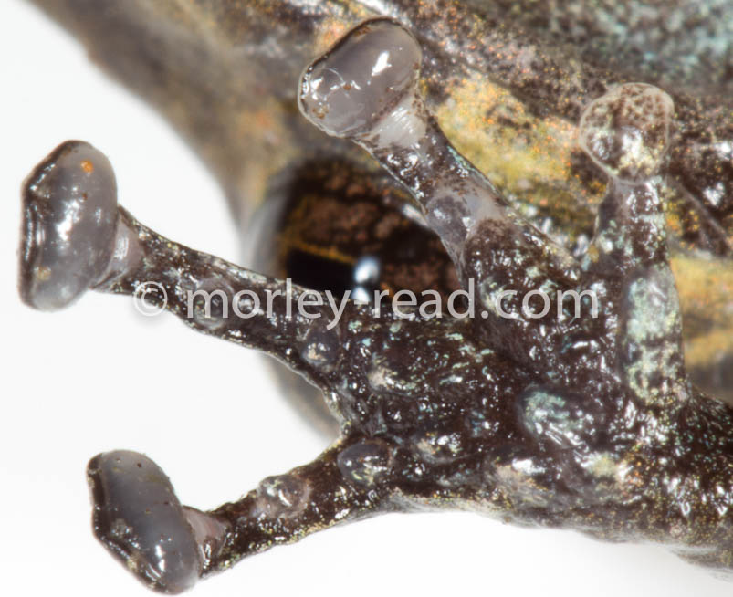 Pristimantis altamazonicus