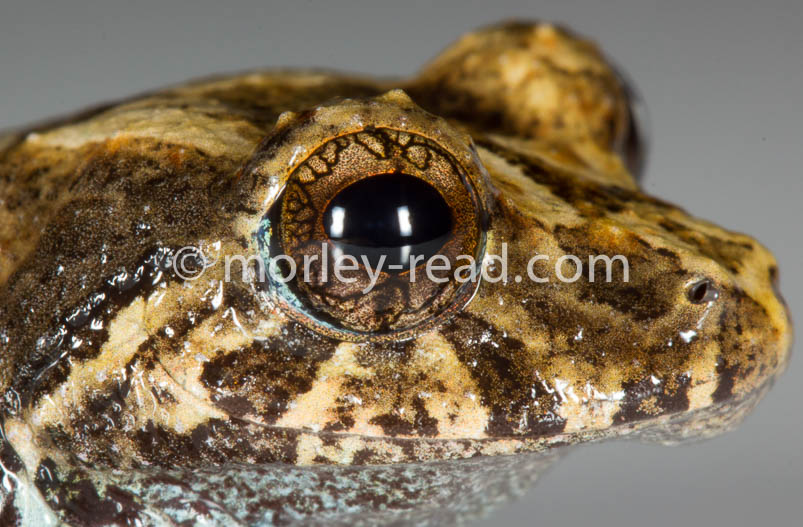 Pristimantis altamazonicus