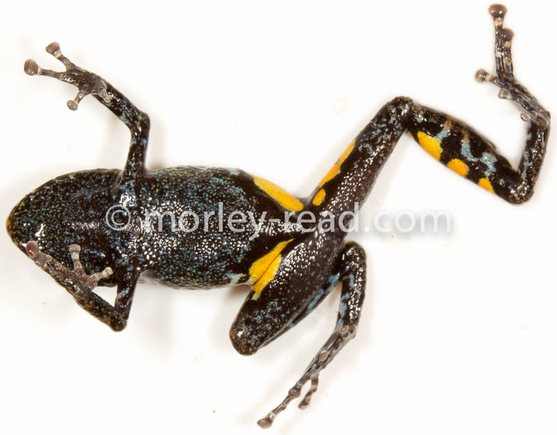Pristimantis altamazonicus