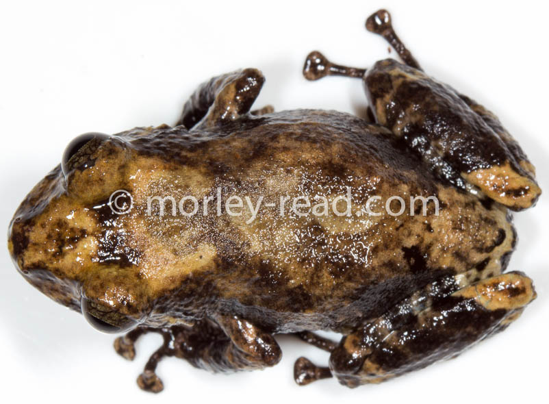 Pristimantis altamazonicus