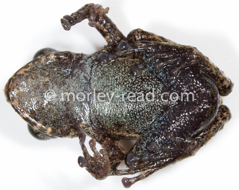 Pristimantis altamazonicus