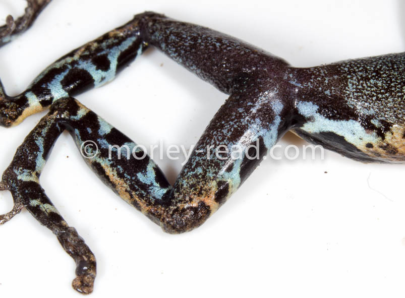 Pristimantis altamazonicus
