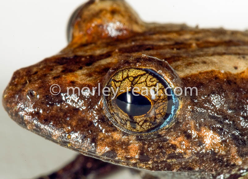 Pristimantis altamazonicus
