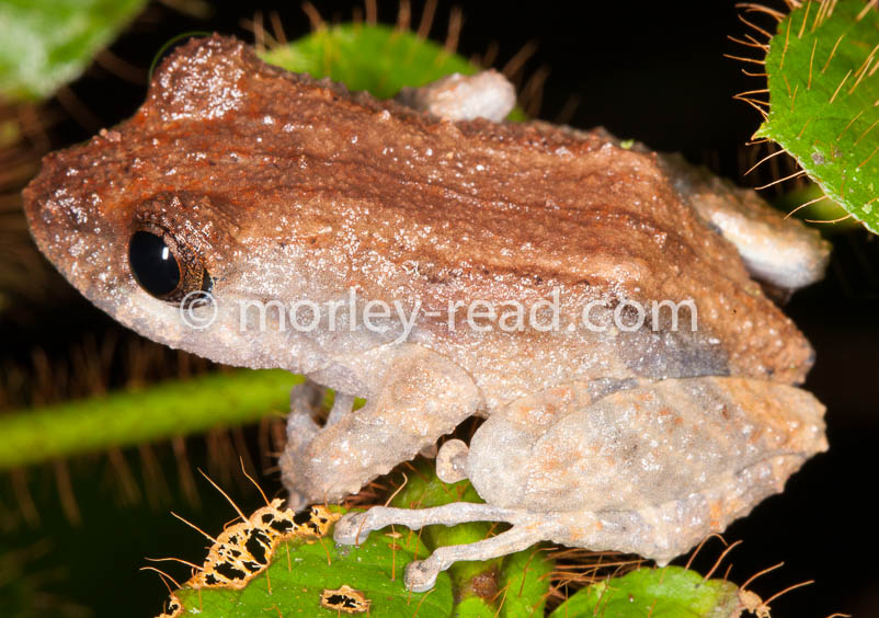 Pristimantis altamazonicus