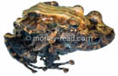 Pristimantis brevicrus