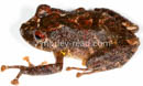 Pristimantis diadematus