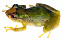 Pristimantis lacrimosus