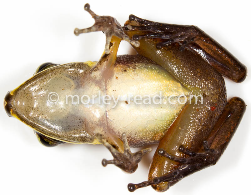 Pristimantis peruvianus