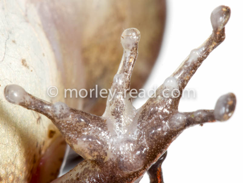 Pristimantis peruvianus
