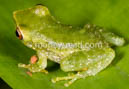 Pristimantis pseudoacuminatus