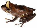 Pristimantis quaquaversus