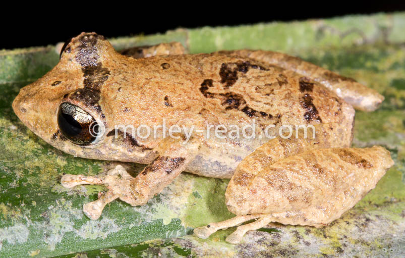 Pristimantis sp. 2