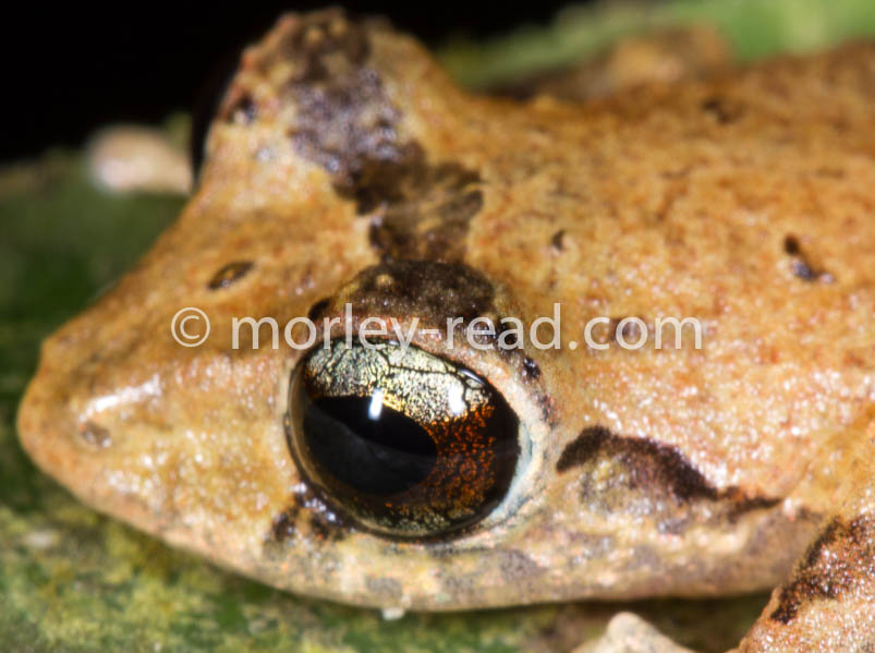 Pristimantis sp. 2