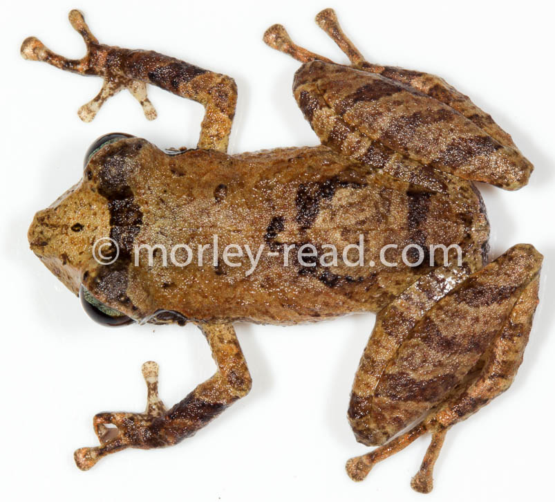 Pristimantis sp. 2