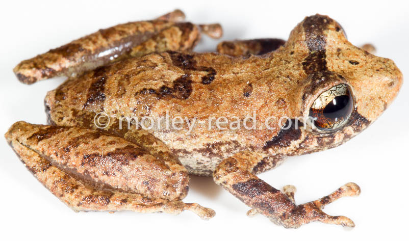 Pristimantis sp. 2