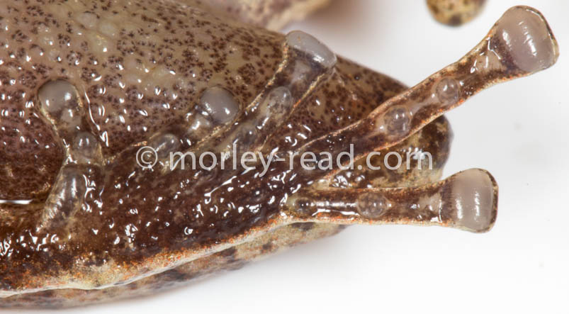 Pristimantis sp. 2