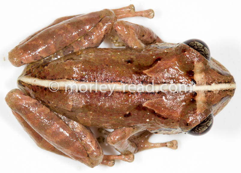 Pristimantis sp. 2