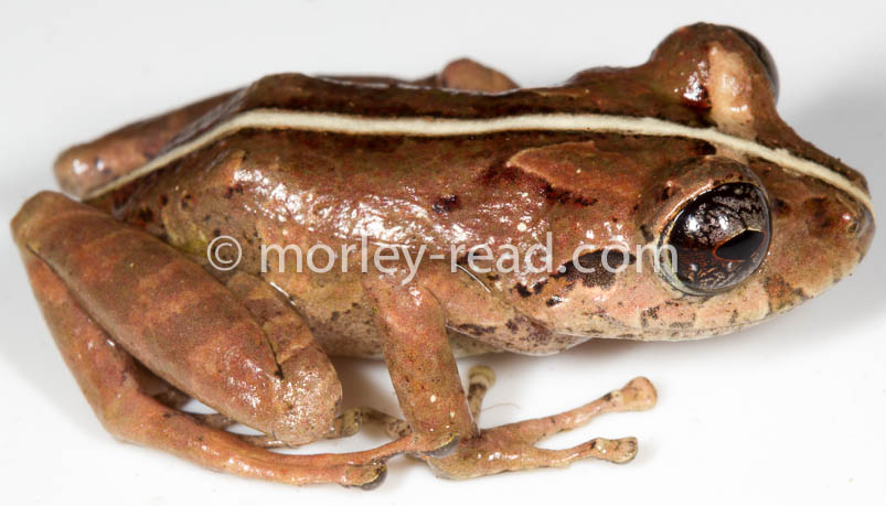 Pristimantis sp. 2