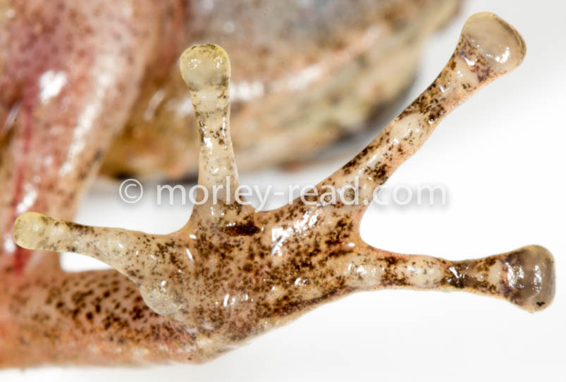 Pristimantis sp. 2