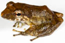 Pristimantis variabilis