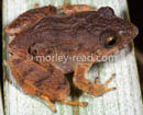 Craugastoridae