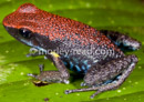 Ameerega bilinguis