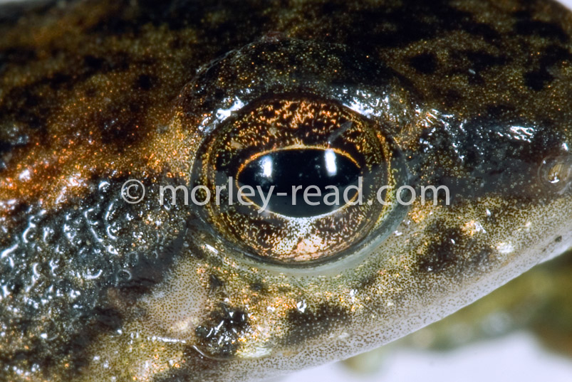 Hyloxalus sp.
