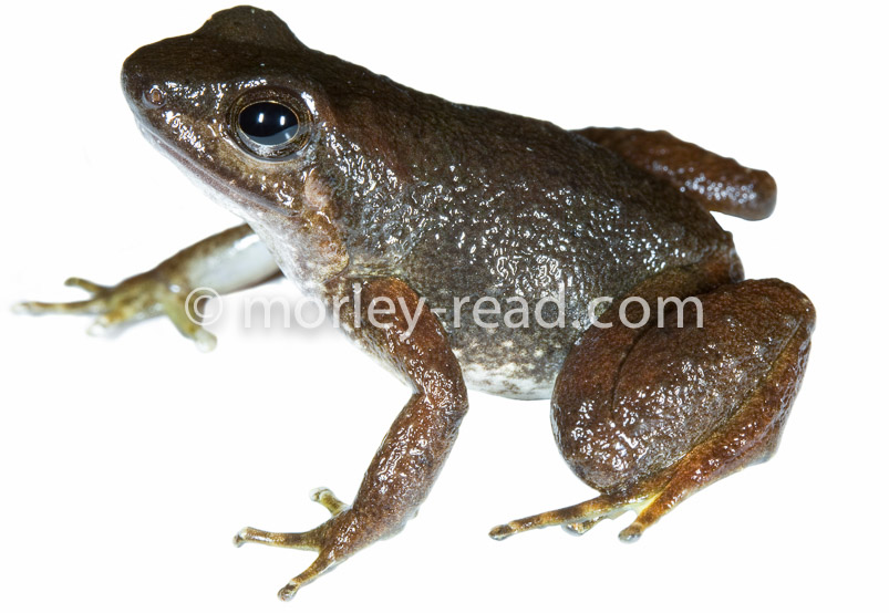Hyloxalus sp.