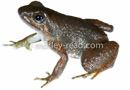 Hyloxalus sp.
