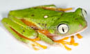 Agalychnis hulli