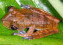 Hypsiboas geographicus