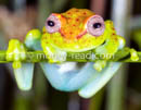 Hypsiboas punctatus