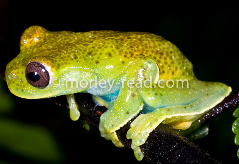 Hyloscirtus torrenticola