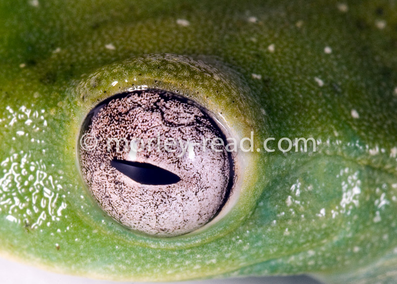 Hyloscirtus torrenticola