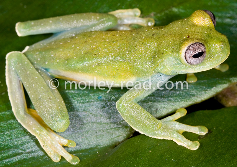 Hyloscirtus torrenticola