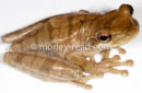 Osteocephalus mutabor