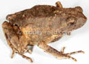 Engystomops petersi