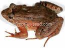 Leptodactylus wagneri