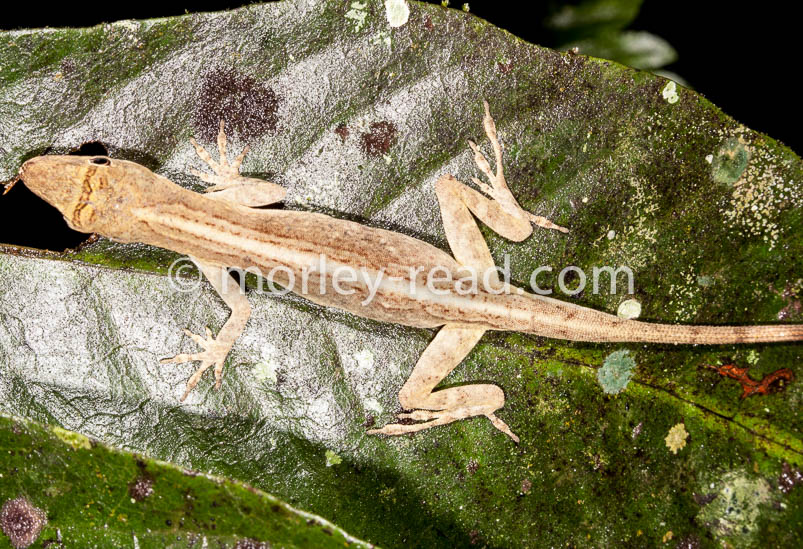 Anolis fuscoauratus