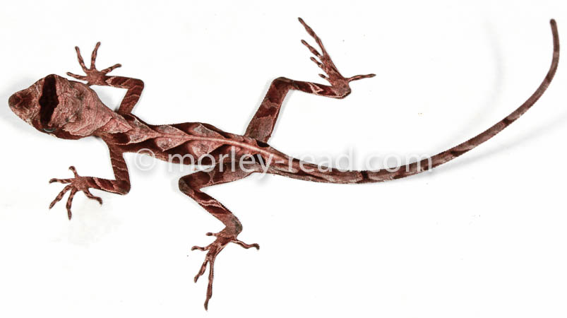 Anolis nitens