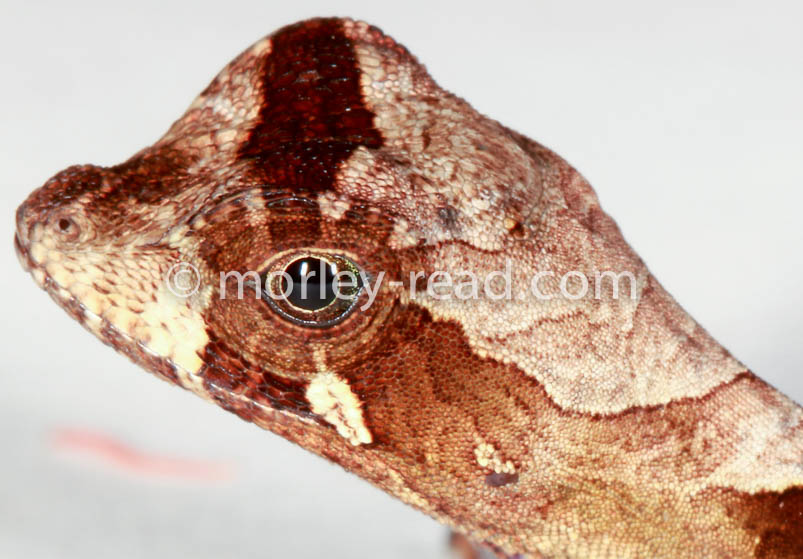 Anolis nitens