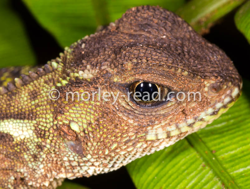 Enyalioides laticeps