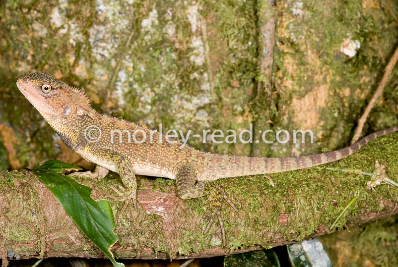 Enyalioides laticeps