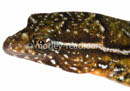 Lepidoblepharus festae