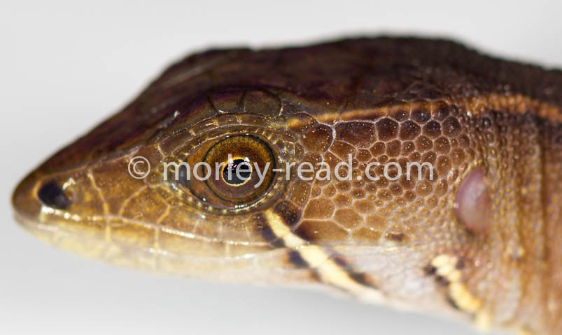 Potamites cochranae